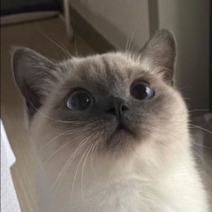 Meet your Posher, Hudson